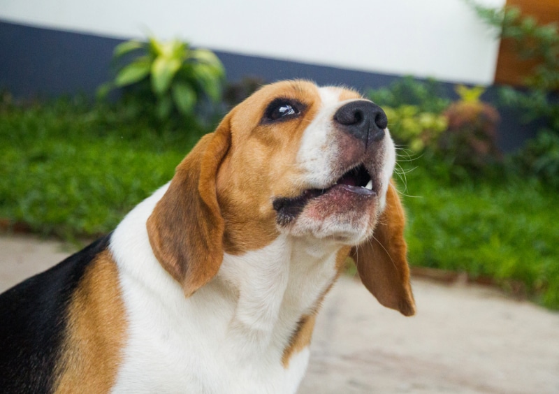 Dog Whimpering: Why They Do It & What It Means? Vet-Approved Causes