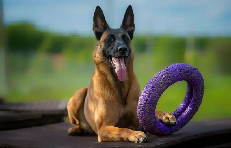 My Dog Won't Share Toys With Other Dogs: 6 Vet-Approved Training Tips