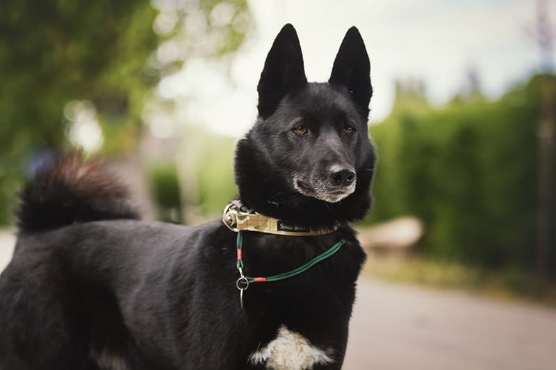 Russian-European Laika Dog Breed: Info, Pictures, Care, Traits & More