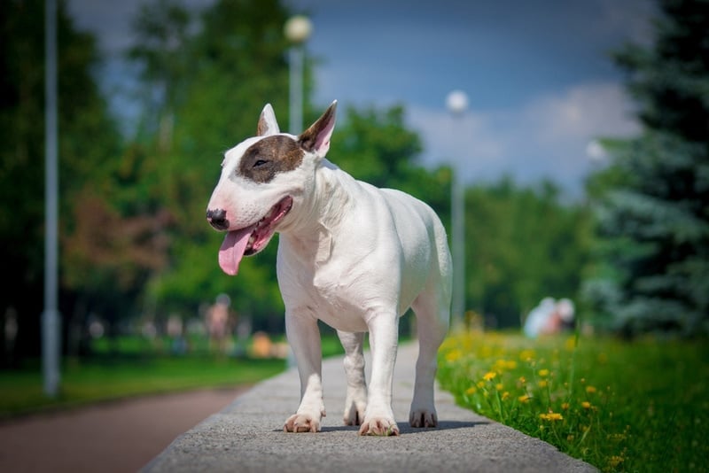 Bull Terrier Dog Breed: Info, Pictures, Facts, Traits & History