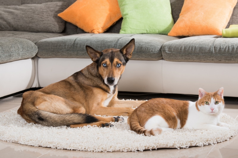 How to Make a Dog and Cat Friends at Home: 6 Vet-Reviewed Tips