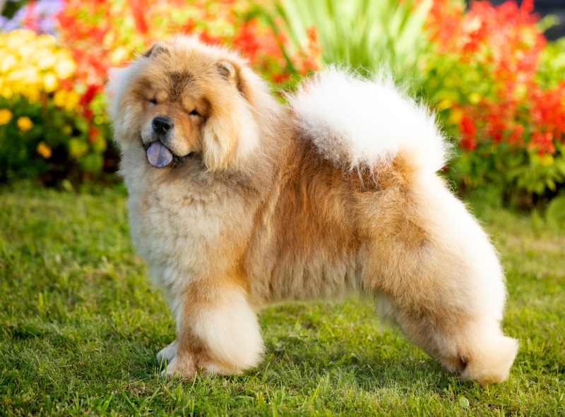 11 Types of Dog Coats & How to Care for Them