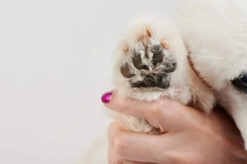 How to Trim Dog Paw Hair: 6 Vet-Approved Steps