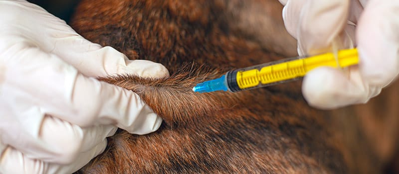 Lumps After Dog Vaccinations: Are They Normal? Our Vet Explains Why This Happens