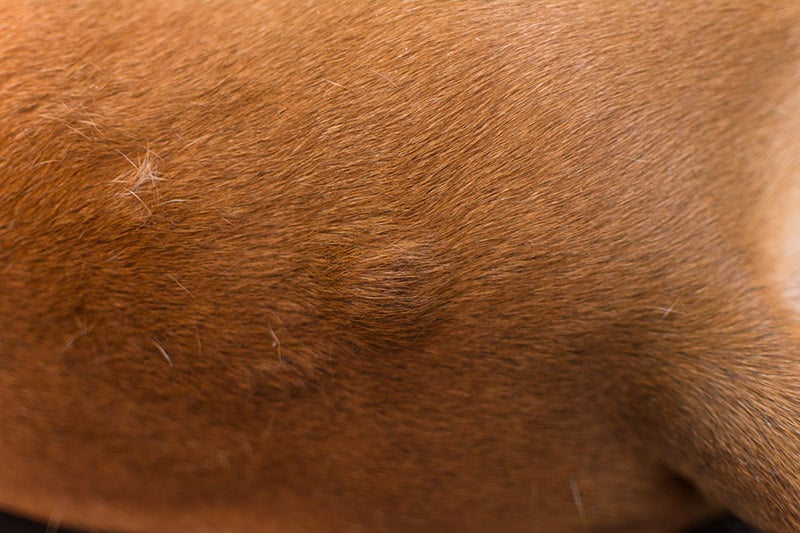What Is This Lump On My Dog's Stomach? 6 Vet Reviewed Causes & Advice