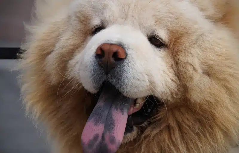 15 Dog Breeds With Spotted Tongues: Info, Pictures & History