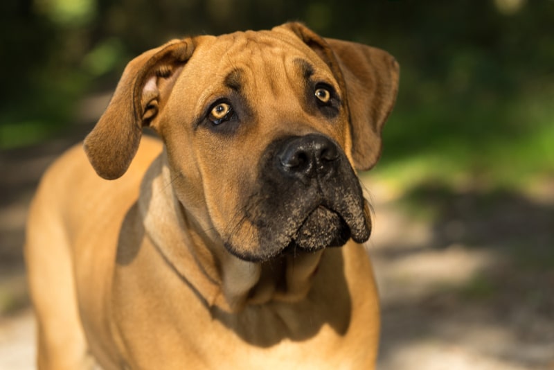close up of young boerboel dog