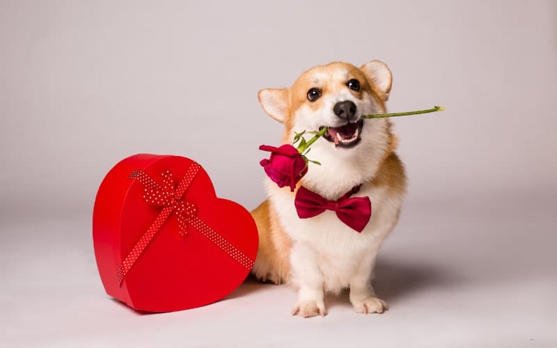 10 Great Valentine's Gifts for Dogs in 2026
