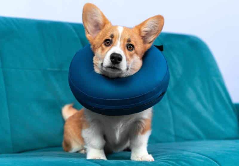 corgi with protective inflatable collar around its neck