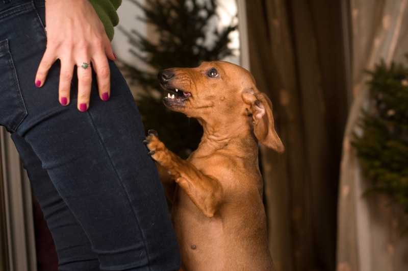 dachshund dog standing on owner