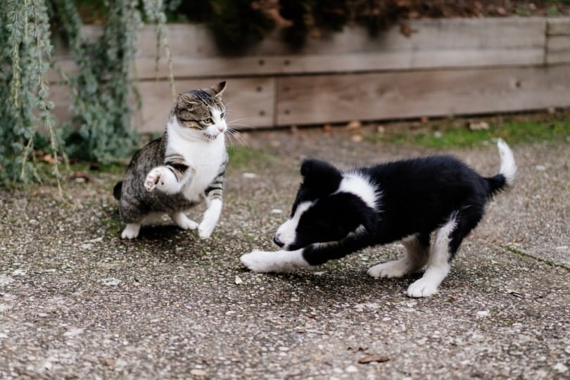 Why Does My Cat Hate My Dog? Possible Reasons & Vet-Approved Tips