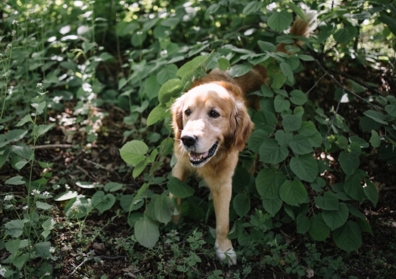 Dog Trancing: What Is It & Why Does It Happen? Vet-Approved Facts