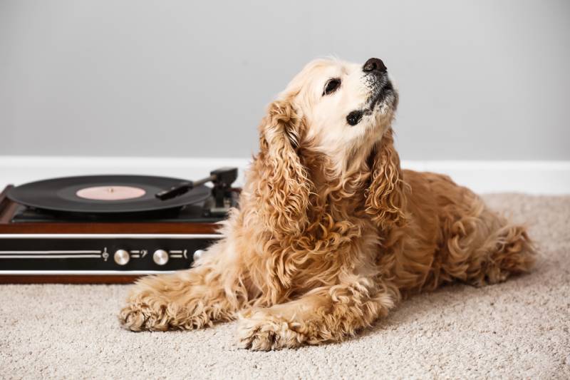 Do Dogs Like Music? Vet-Verified Facts, Types & Benefits