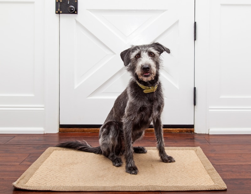 How to Train a Dog to Not Be Aggressive When Someone Comes to the Door: 8 Vet Approved Tips