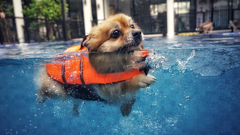 10 Best Dog Life Jackets for Your Pup in 2026 - Reviews & Top Picks
