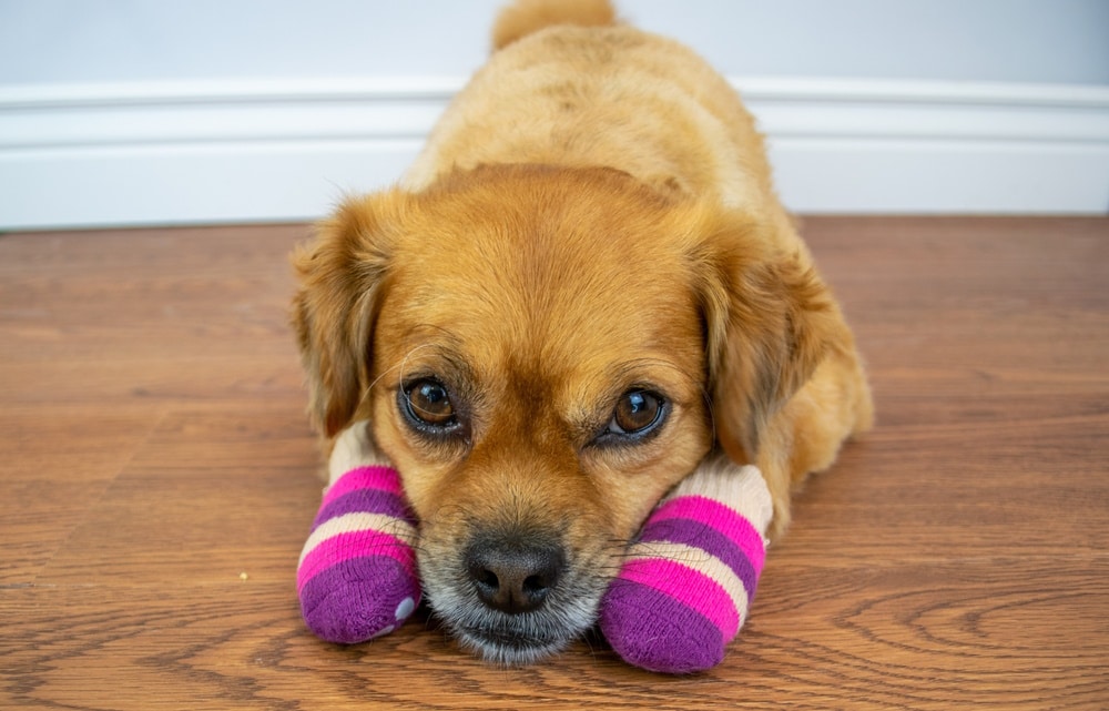 Can I Put Socks on My Dog to Stop Scratching? Vet Approved Facts & Tips