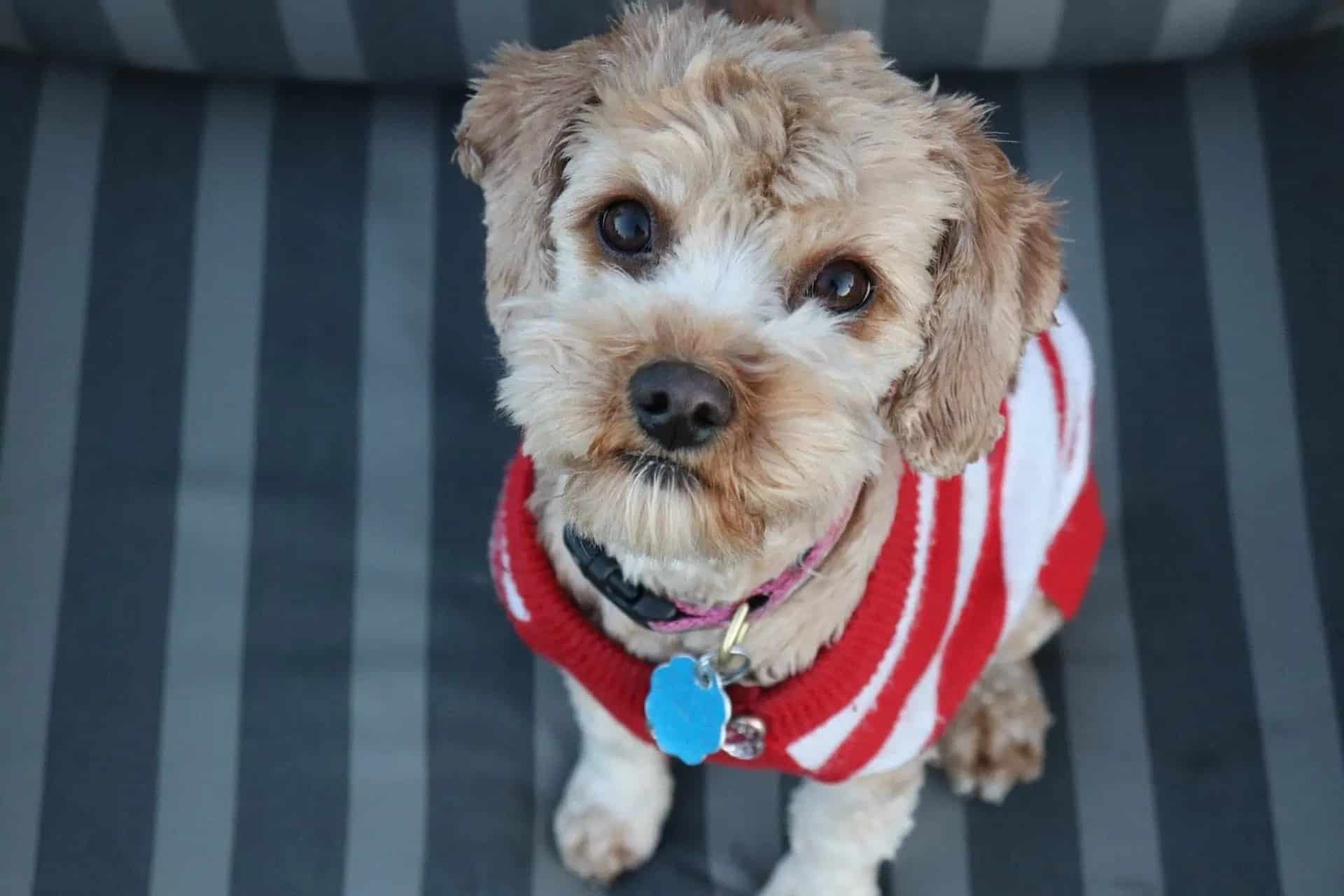 9 Best No Jingle Dog Tags in 2026 - Reviews & Top Picks