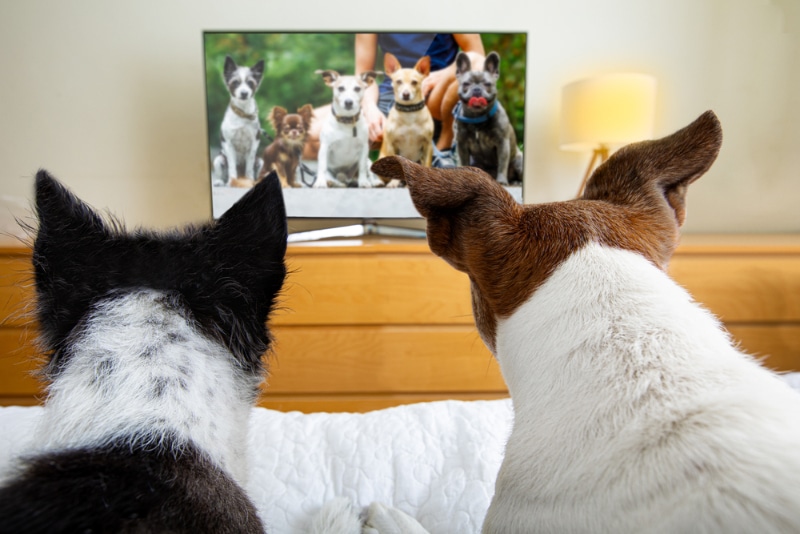 What Do Dogs Like to Watch on TV? Canine Preferences & Sight Facts