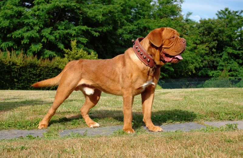 Dogue De Bordeaux Dog Breed: Info, Pictures, Care & More