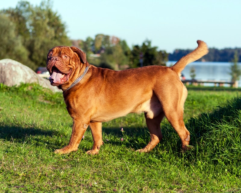 dogue-de-bordeaux-dog-walking-in-the-grass