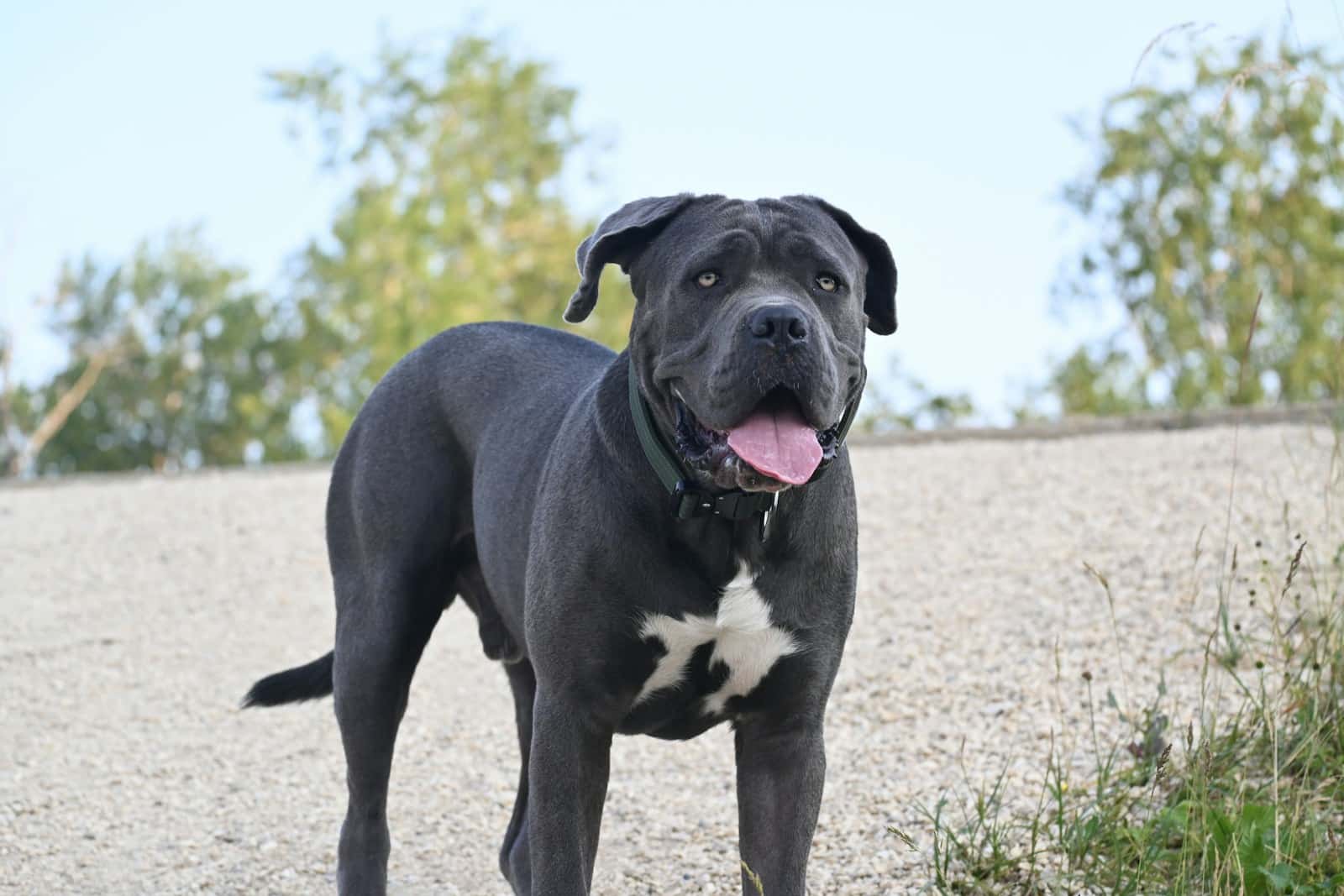 Neapolitan Mastiff: Dog Breed Info, Pictures, Traits & Care