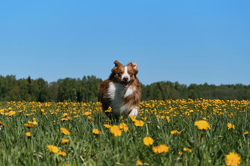 Are There Energy Boosters for Dogs? 6 Vet-Approved Ways to Do It