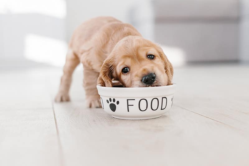 English cocker spaniel puppy eating from a ceramic bowl