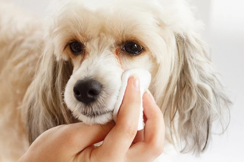 female hands cleaning chinese dog eyes
