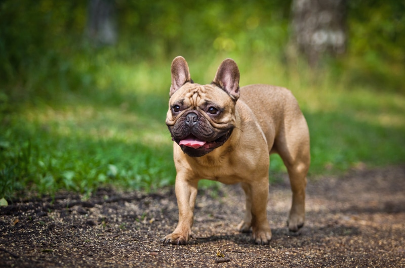 french bulldog walking outdoor