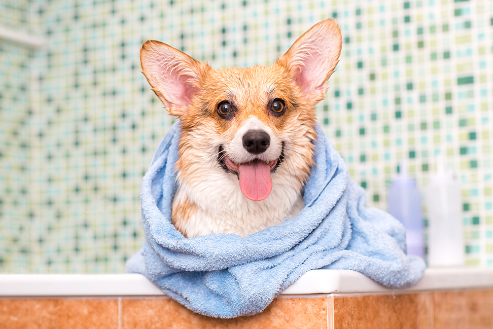 Does My Corgi Need a Haircut? Grooming & Shedding Tips