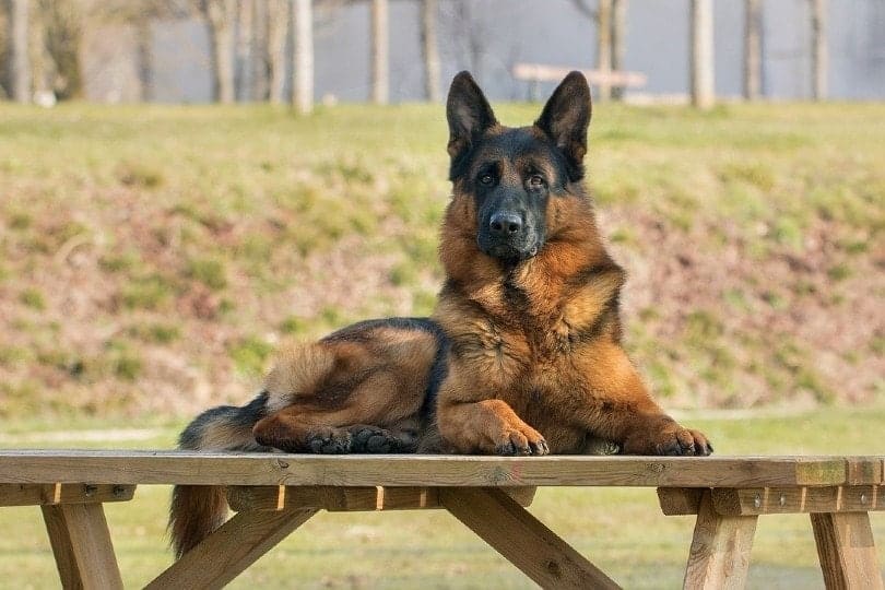 20 Smartest Dog Breeds & What Makes Them Clever (With Info & Pictures)