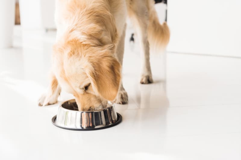 golden retriever dog eating dog food from bowl