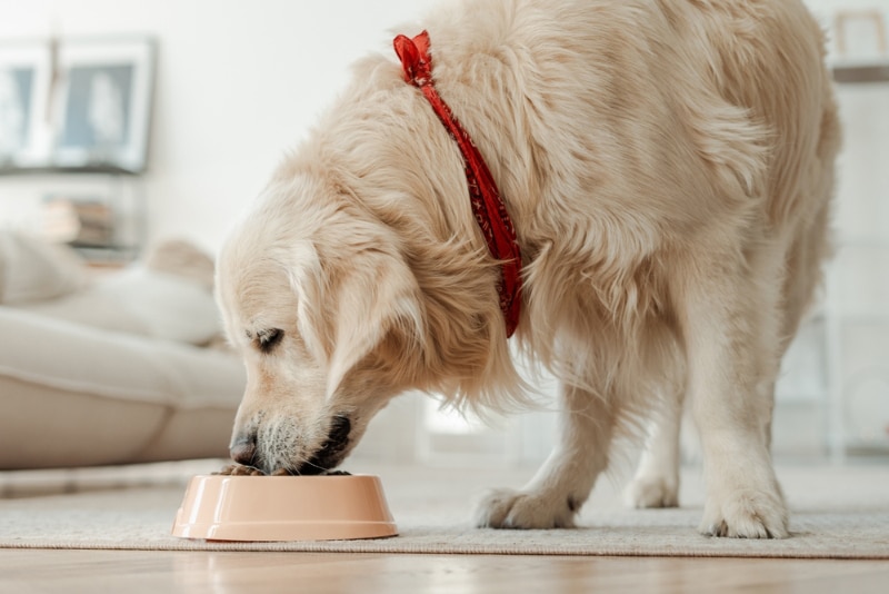 Dog Nutrition: 6 Vet-Approved Essential Nutrients They Need