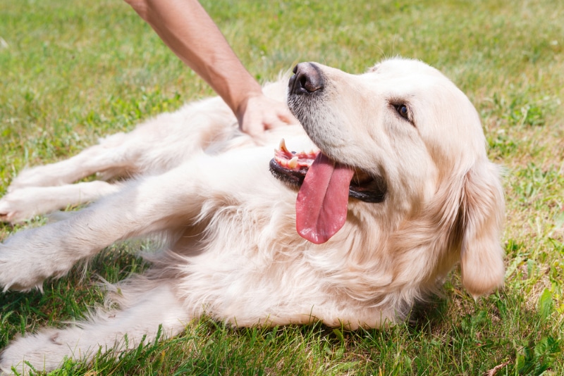 Why Do Dogs Twitch When Their Skin is Touched? 5 Vet-Reviewed Reasons