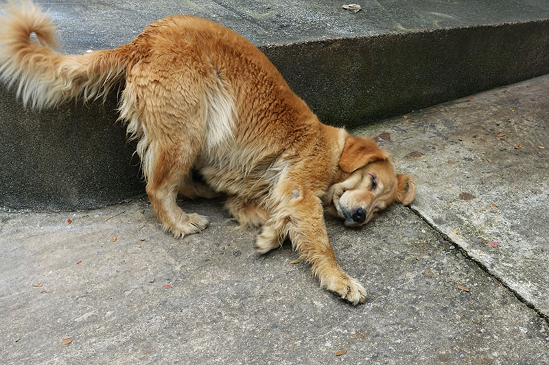 Why Do Dogs Rub Their Faces on the Ground? 4 Vet-Reviewed Reasons