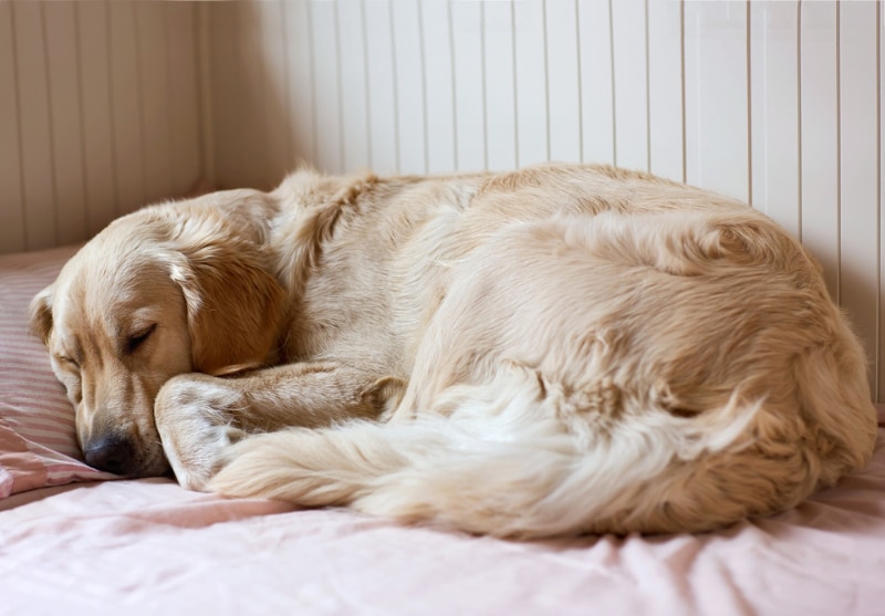 Why Do Old Dogs Smell? 11 Vet-Verified Causes