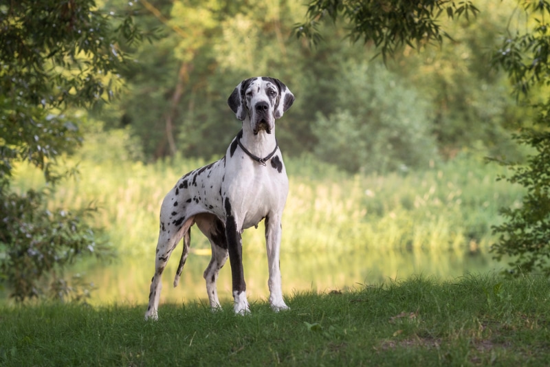 great dane dog standing on grass