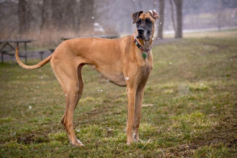 great dane dog standing outdoor in snow