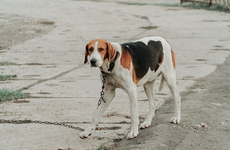 Harrier dog with chain leash