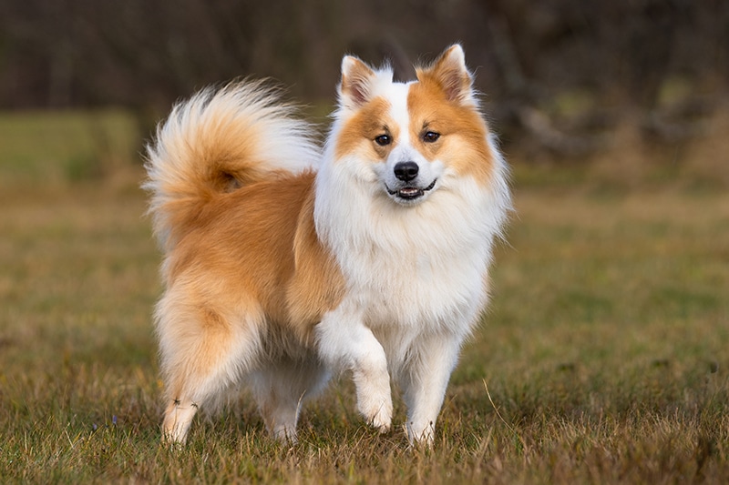 Icelandic Sheepdog: Breed Info, Pictures, Facts & Traits