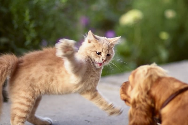 A Cat Scratched My Dog’s Eye: What Should I Do? Vet-Approved Tips