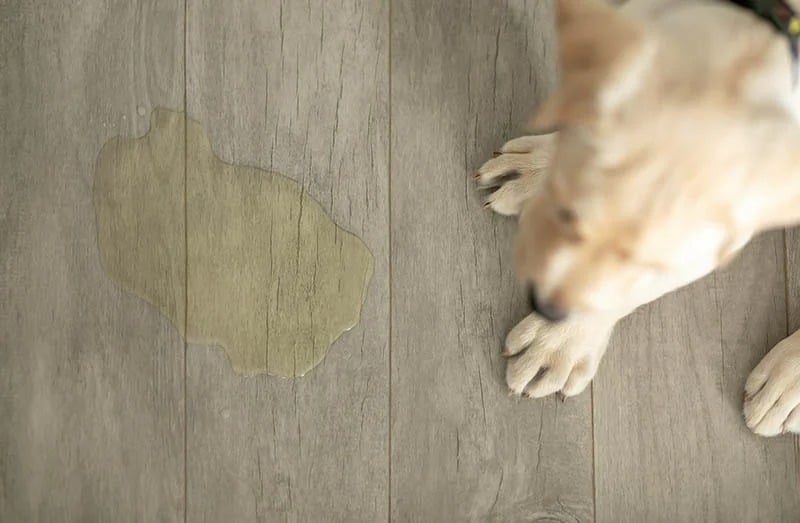labrador puppy pee