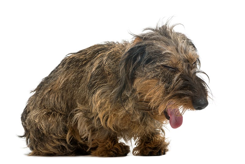 Kennel Cough in Dogs: Vet Reviewed Causes, Signs & Treatment