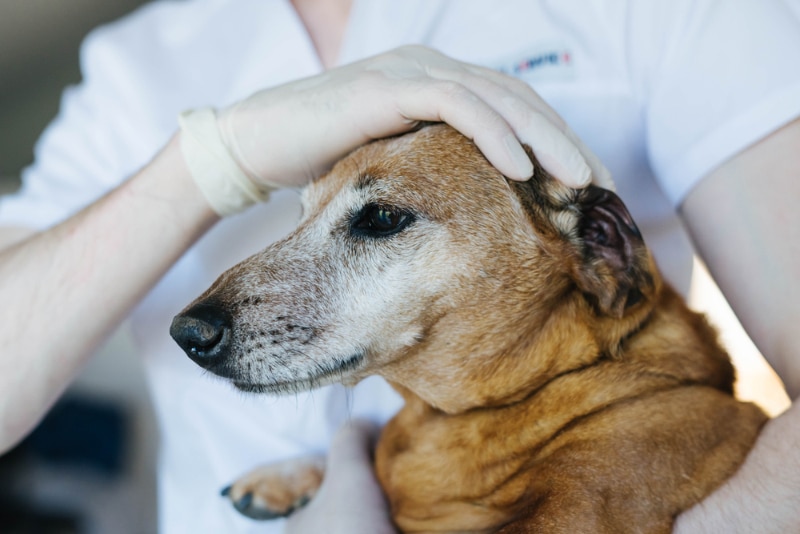 male vet holding an old dachshund dog