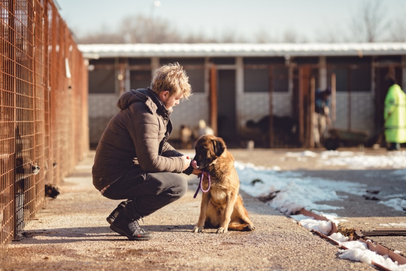 man giving treat to the dog in the shelter