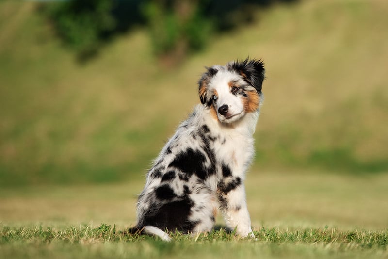 Miniature American Shepherd puppy sitting on the grass