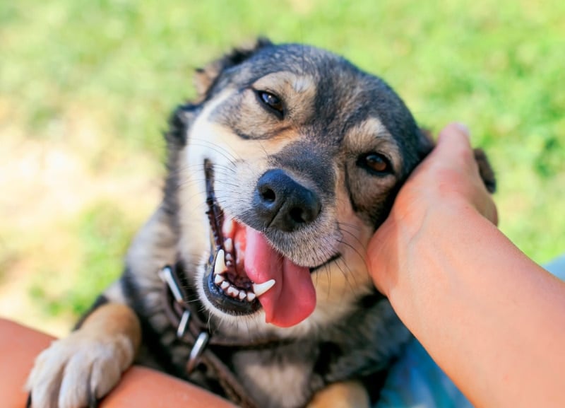 Do Dogs Have a Favorite Person in Your Household? Canine Bonding Facts