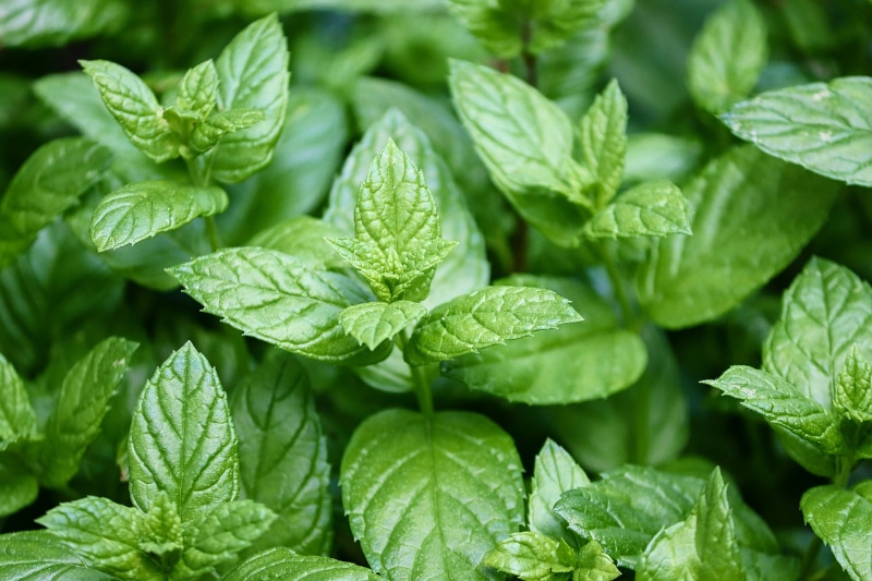 Can Dogs Have Peppermint? Vet-Verified Safety Facts & FAQ