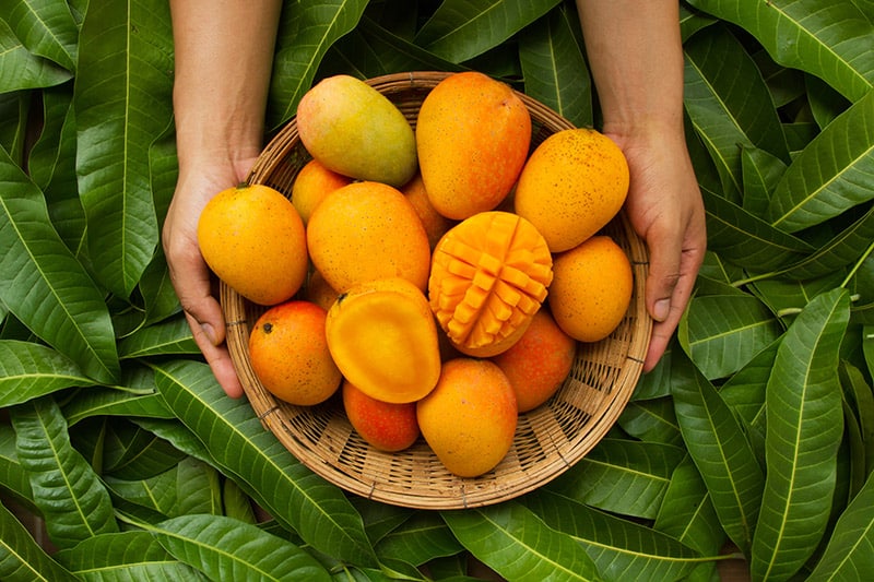 person holding a basket of mangoes
