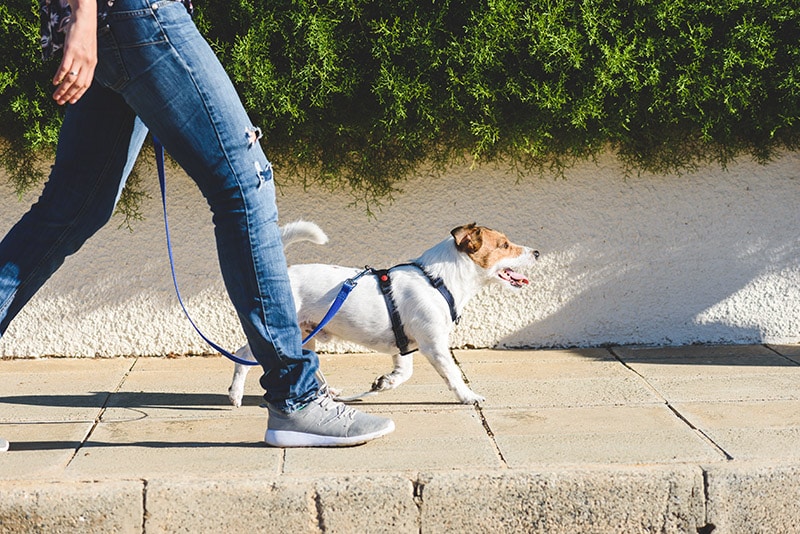 What Walking My Dog Taught Me About Life: 8 Lessons on Life & Love